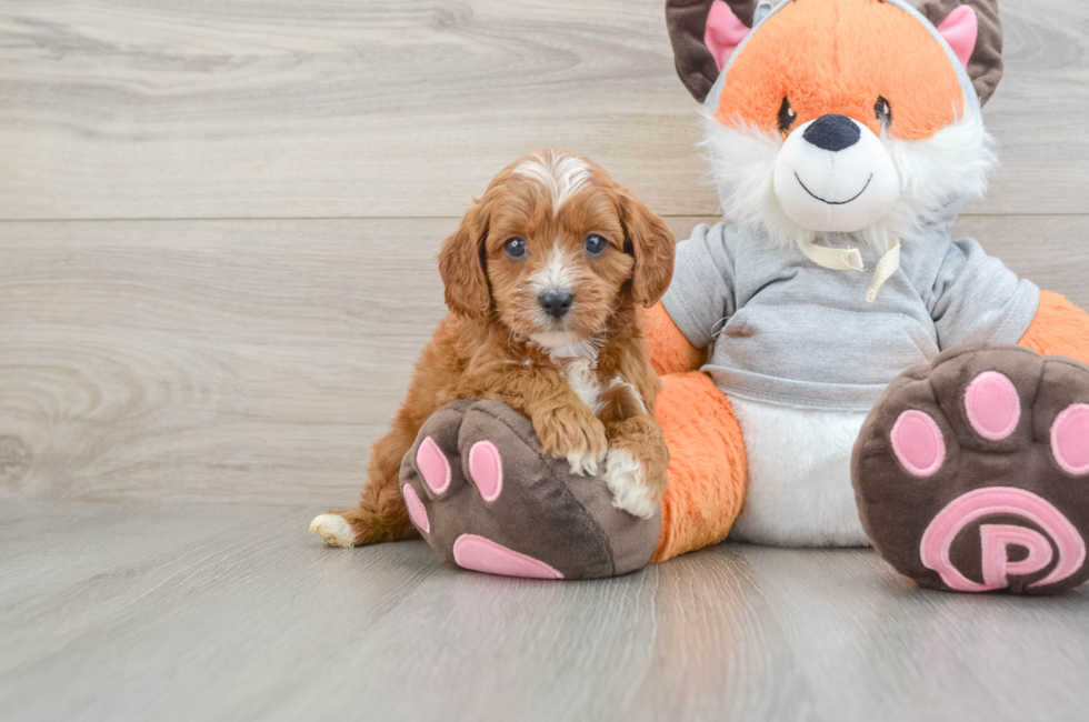 6 week old Cavapoo Puppy For Sale - Pilesgrove Pups