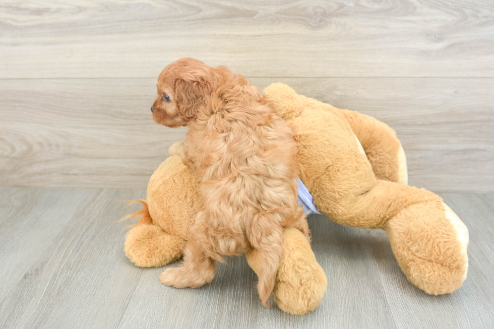 Cavapoo Puppy for Adoption