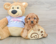 8 week old Cavapoo Puppy For Sale - Pilesgrove Pups