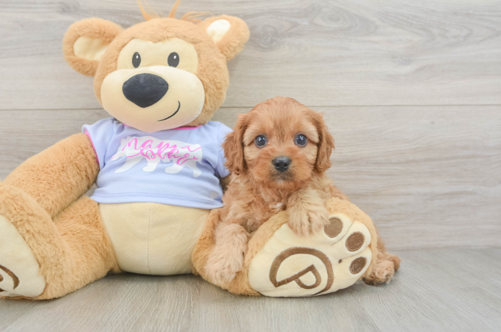 5 week old Cavapoo Puppy For Sale - Pilesgrove Pups