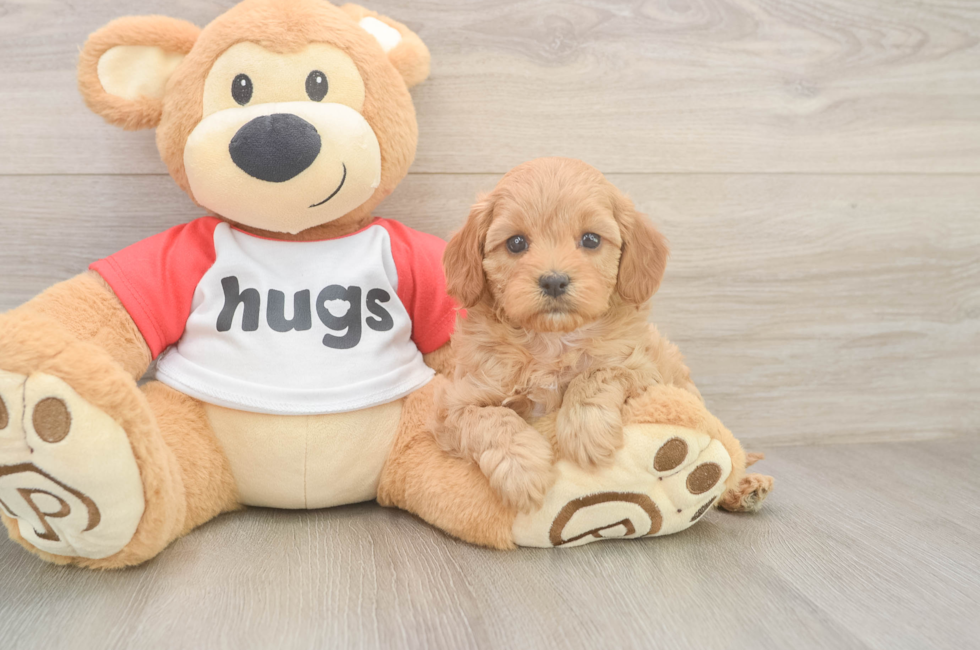6 week old Cavapoo Puppy For Sale - Pilesgrove Pups
