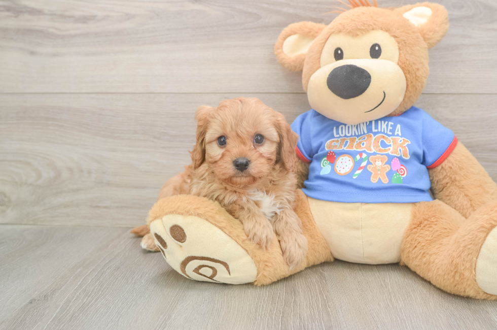 5 week old Cavapoo Puppy For Sale - Pilesgrove Pups