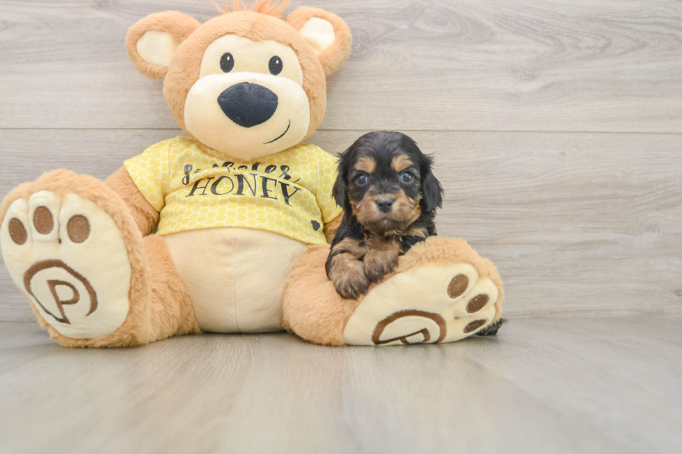 Fluffy Cavapoo Poodle Mix Pup