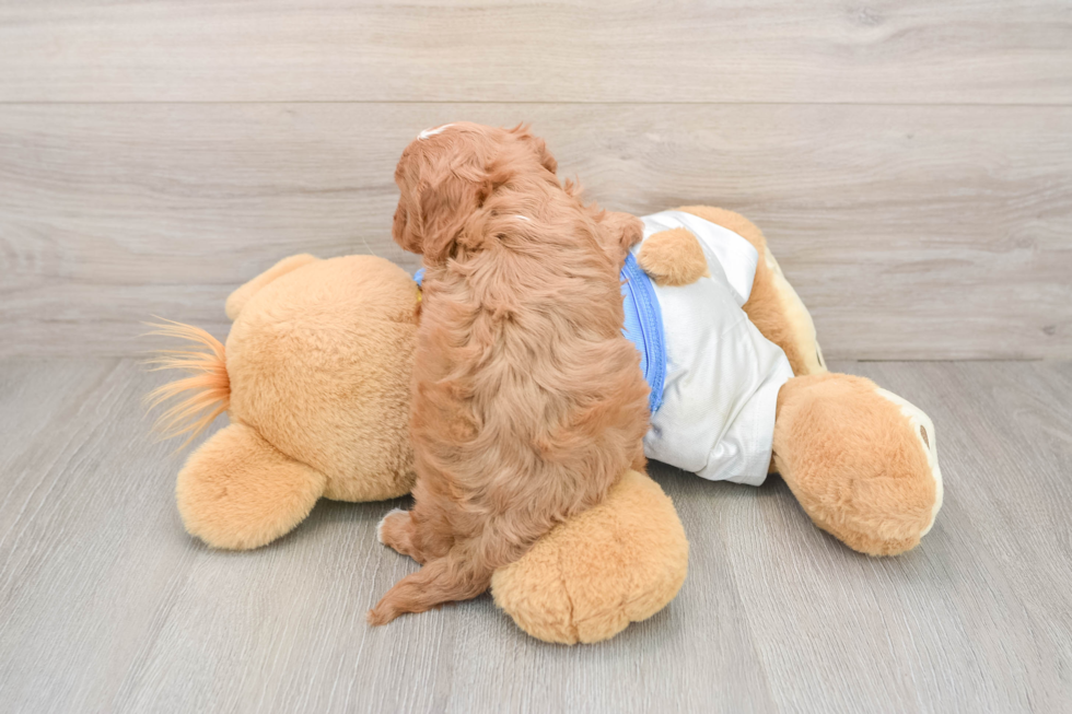 Fluffy Cavapoo Poodle Mix Pup