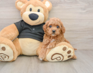 8 week old Cavapoo Puppy For Sale - Pilesgrove Pups