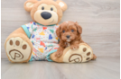Popular Cavapoo Poodle Mix Pup