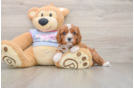Cavapoo Puppy for Adoption
