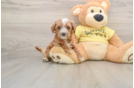 Friendly Cavapoo Baby