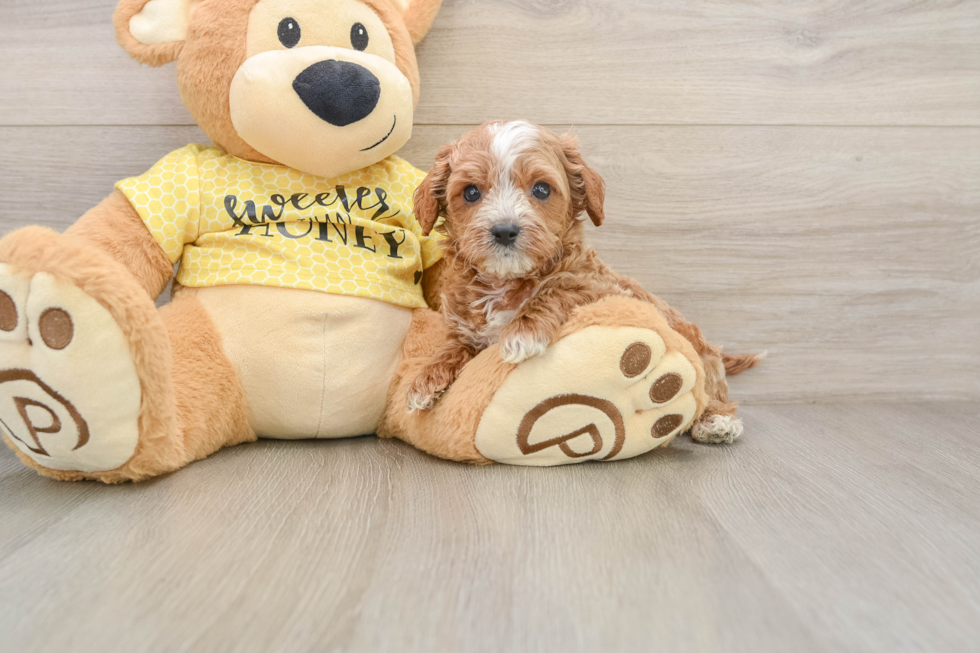 Cavapoo Pup Being Cute