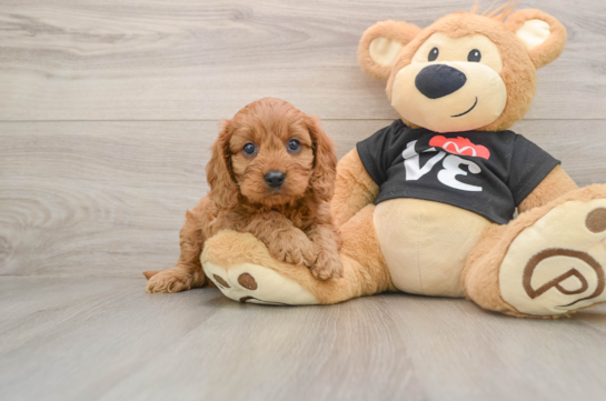 Cavapoo Pup Being Cute