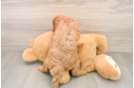 Cavapoo Pup Being Cute
