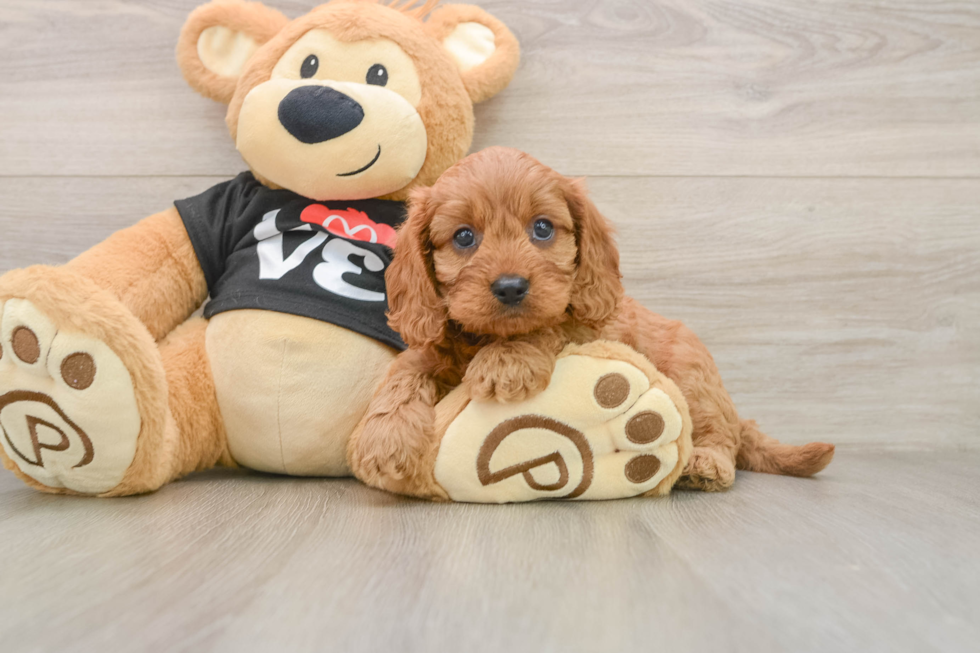 Adorable Cavalier King Charles Spaniel and Poodle Mix Poodle Mix Puppy