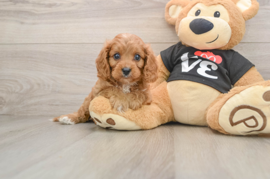 Cavapoo Pup Being Cute