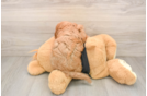Energetic Cavoodle Poodle Mix Puppy