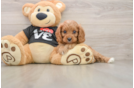 Best Cavapoo Baby