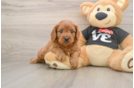 Cavapoo Puppy for Adoption