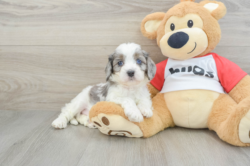 6 week old Cavapoo Puppy For Sale - Pilesgrove Pups