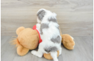 Adorable Cavalier King Charles Spaniel and Poodle Mix Poodle Mix Puppy