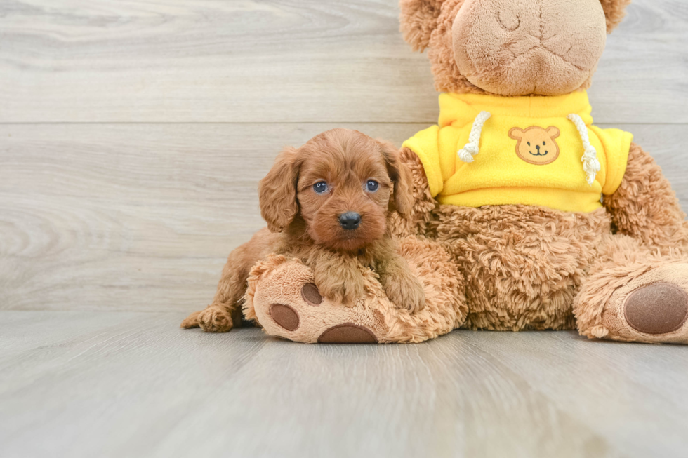 Funny Cavapoo Poodle Mix Pup