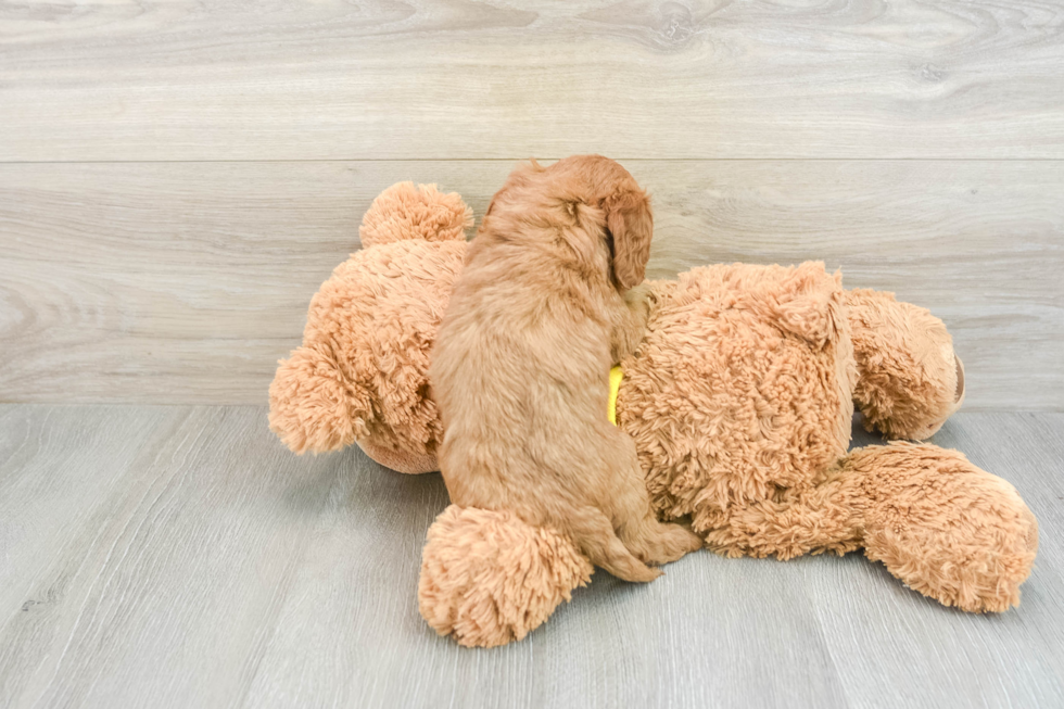 Fluffy Cavapoo Poodle Mix Pup