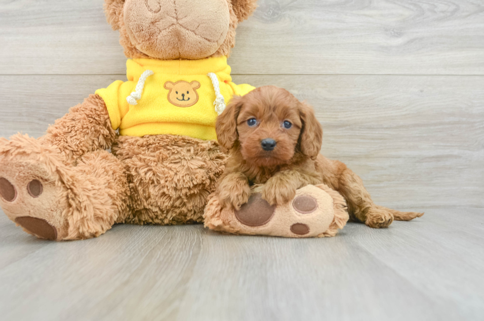 8 week old Cavapoo Puppy For Sale - Pilesgrove Pups