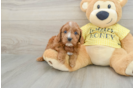 Funny Cavapoo Poodle Mix Pup