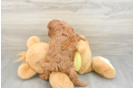 Popular Cavapoo Poodle Mix Pup