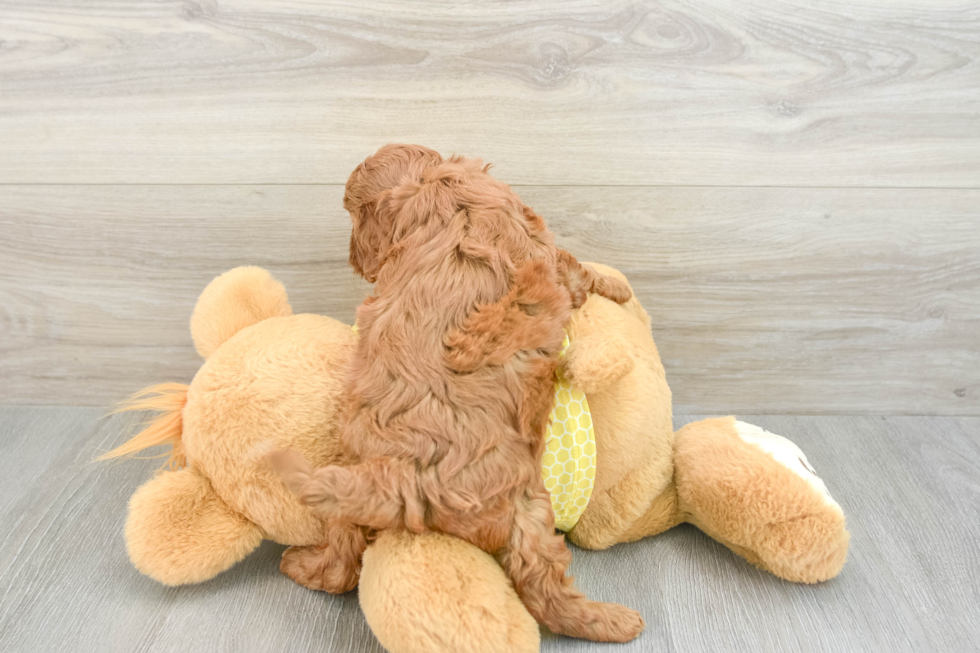 Popular Cavapoo Poodle Mix Pup