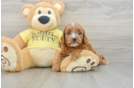Popular Cavapoo Poodle Mix Pup