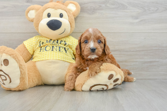 Popular Cavapoo Poodle Mix Pup