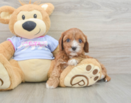 8 week old Cavapoo Puppy For Sale - Pilesgrove Pups