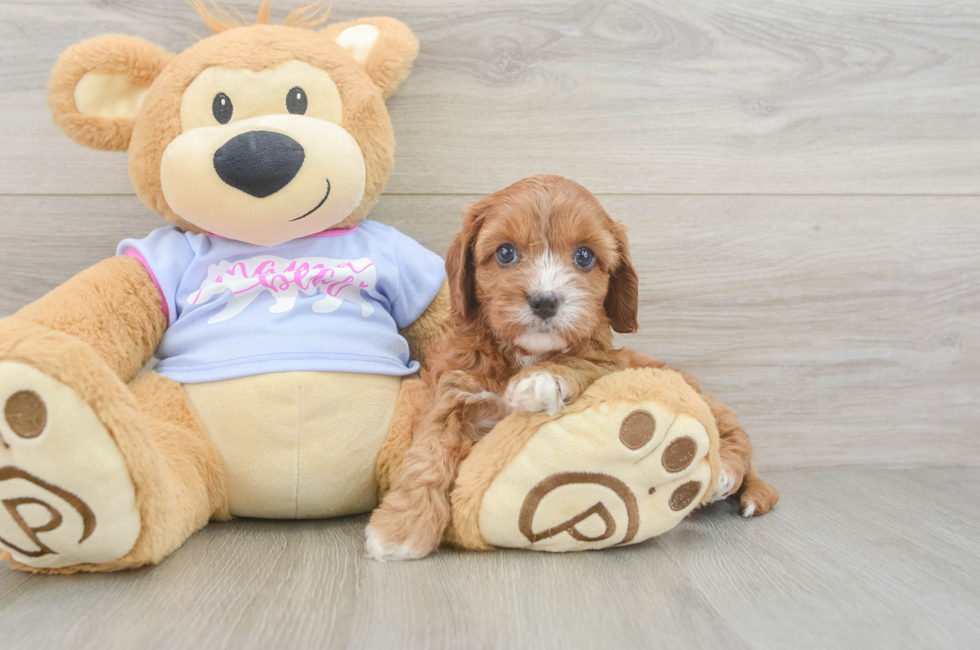 5 week old Cavapoo Puppy For Sale - Pilesgrove Pups