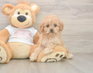 7 week old Cavapoo Puppy For Sale - Pilesgrove Pups