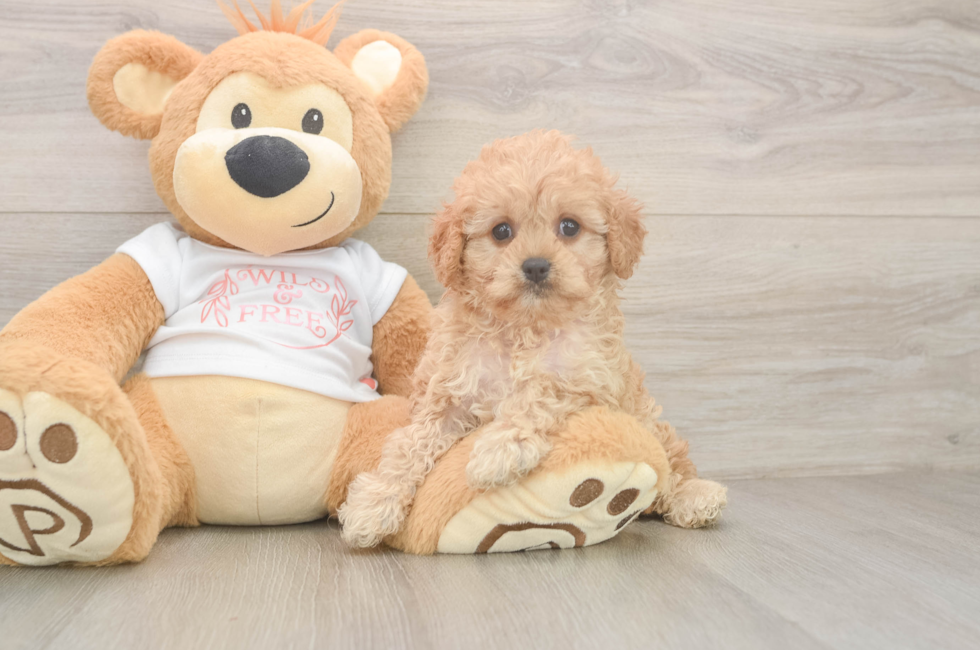 6 week old Cavapoo Puppy For Sale - Pilesgrove Pups