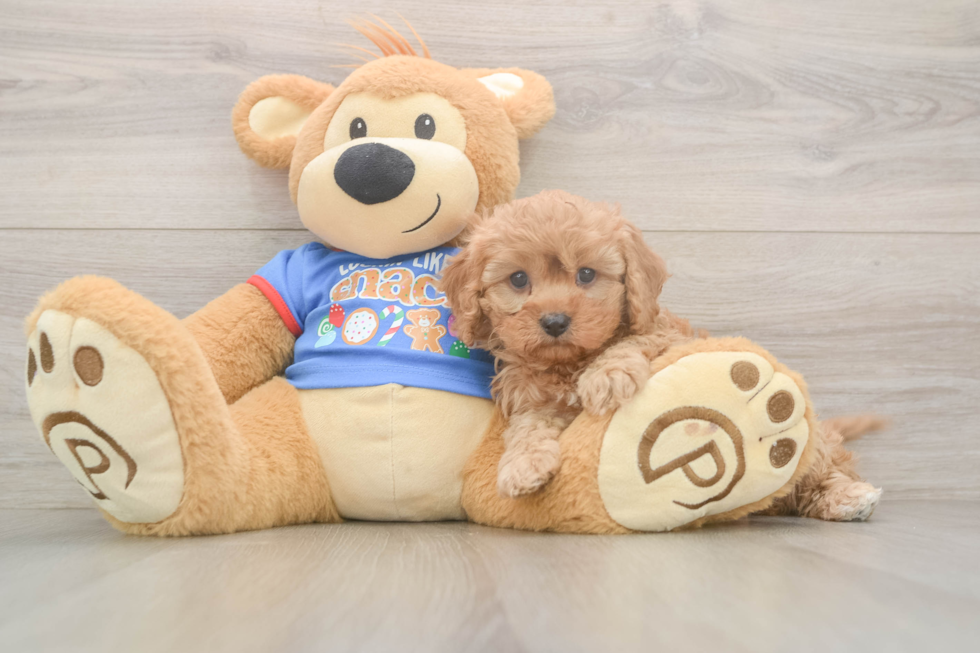 Friendly Cavapoo Baby