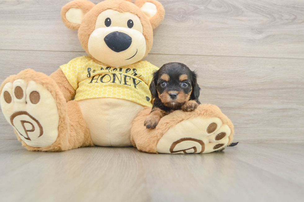 Smart Cavapoo Poodle Mix Pup