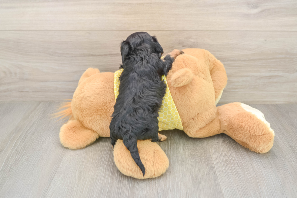 Fluffy Cavapoo Poodle Mix Pup