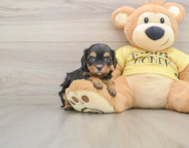 11 week old Cavapoo Puppy For Sale - Pilesgrove Pups