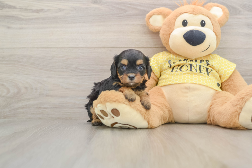 Hypoallergenic Cavadoodle Poodle Mix Puppy