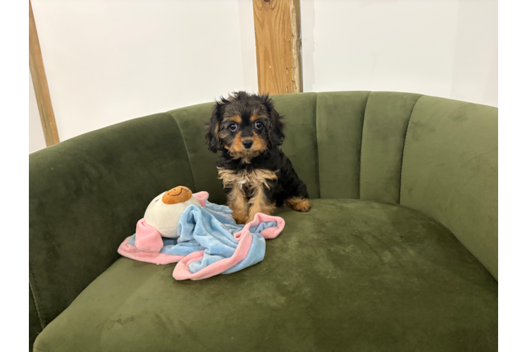 Best Cavapoo Baby