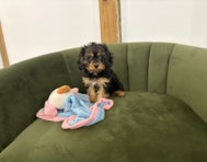 11 week old Cavapoo Puppy For Sale - Pilesgrove Pups
