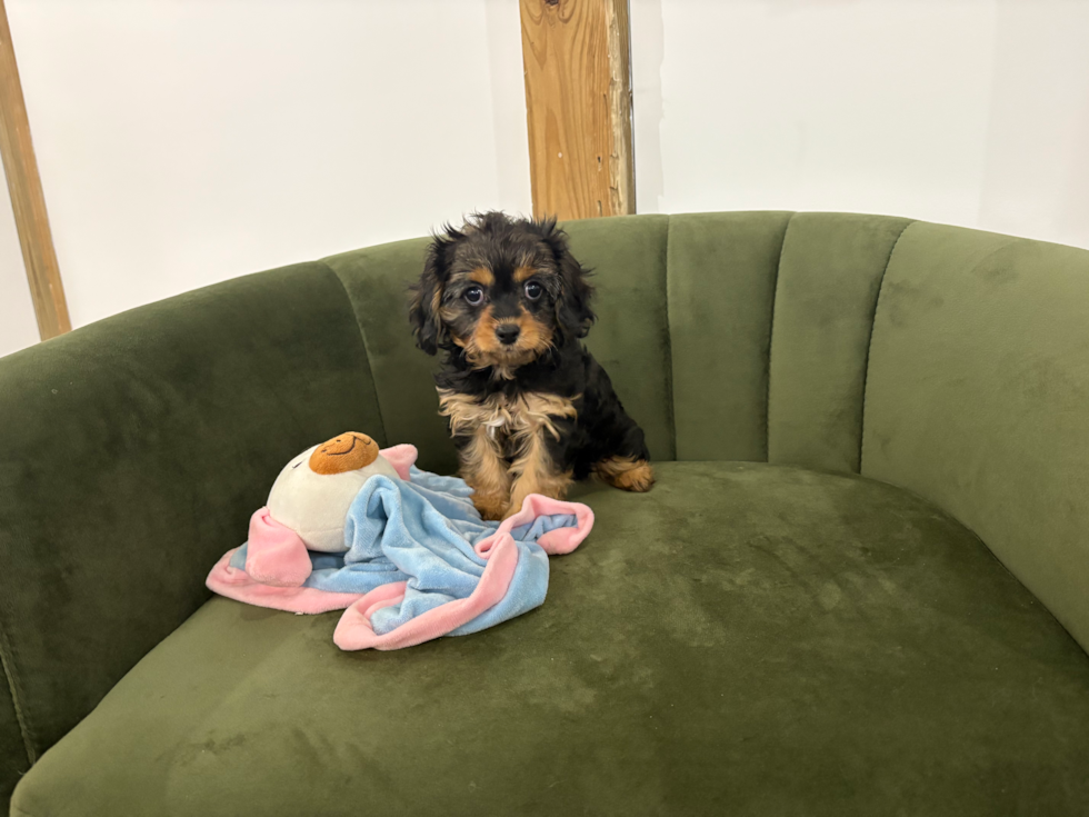 Best Cavapoo Baby