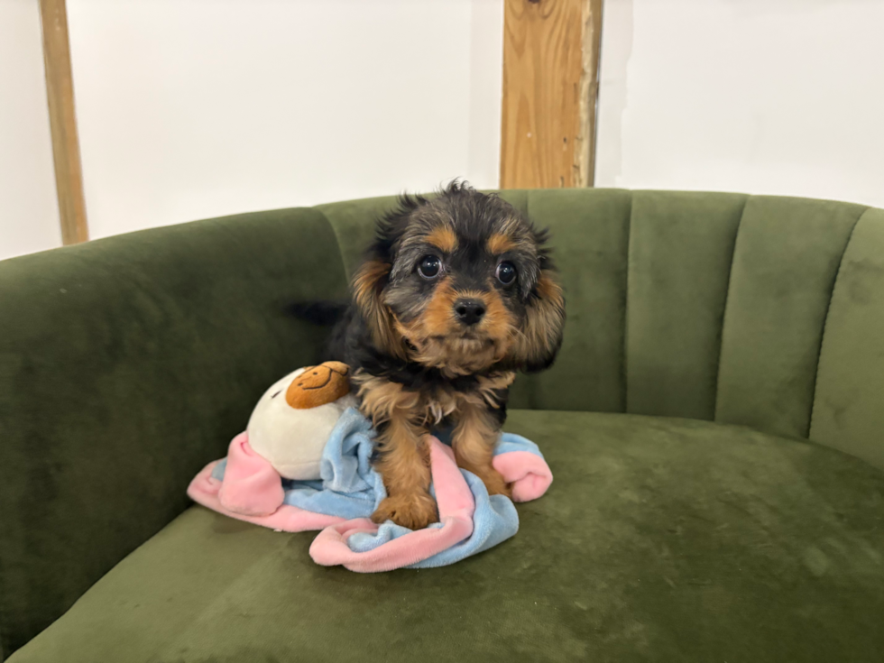 Cavapoo Puppy for Adoption