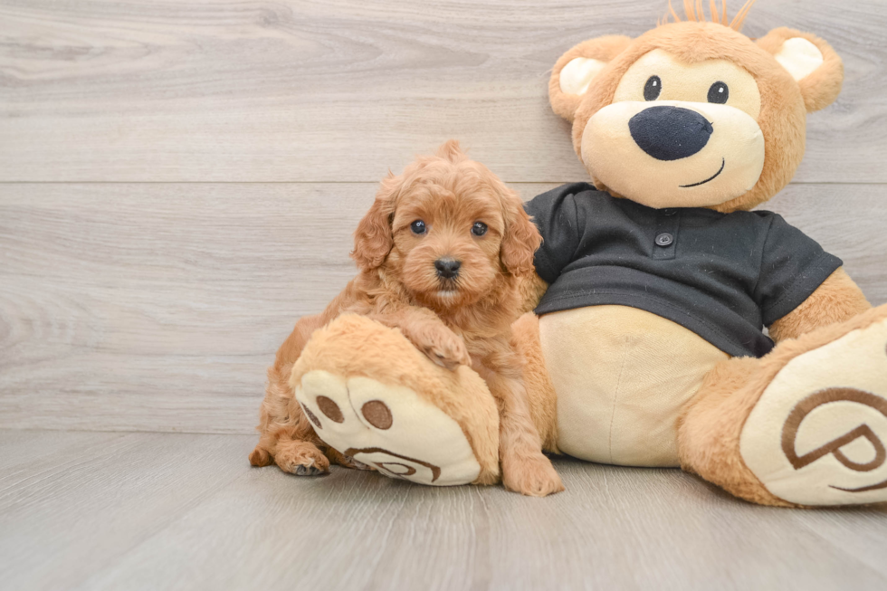 Petite Cavapoo Poodle Mix Pup