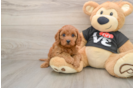 Cavapoo Pup Being Cute