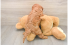 Best Cavapoo Baby