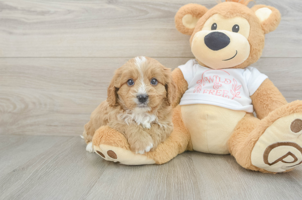 7 week old Cavapoo Puppy For Sale - Pilesgrove Pups