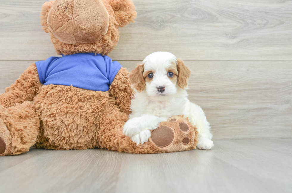 7 week old Cavapoo Puppy For Sale - Pilesgrove Pups