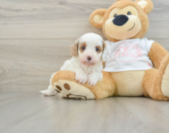 7 week old Cavapoo Puppy For Sale - Pilesgrove Pups