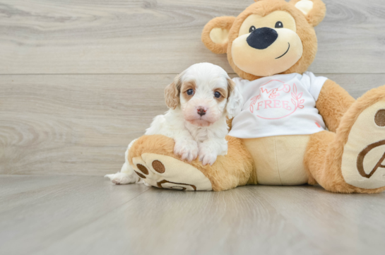 Cavapoo Pup Being Cute